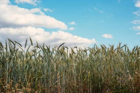 Wheat fields ready to be harvested Stock Photos
