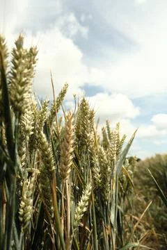 Wheat fields ready to harvest Stock Photos