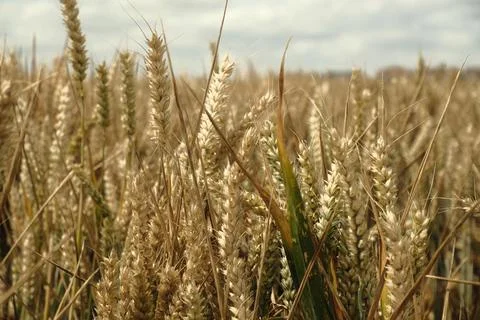 Wheat fields ready to harvest Stock Photos