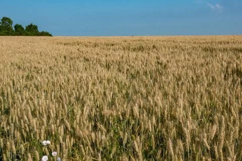 Wheat fields. Ripe wheat. It's time for harvesting. Stock Photos