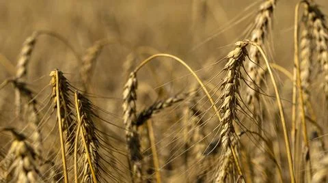 Wheat Fields Ripening Beautifully Under the Bright and Warm Golden Sunlight of Stock Photos