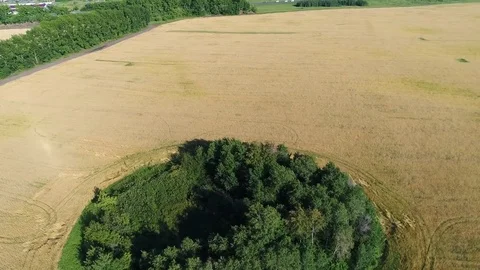 The wheat fields. Shooting at a drone. Vidéo 78762766