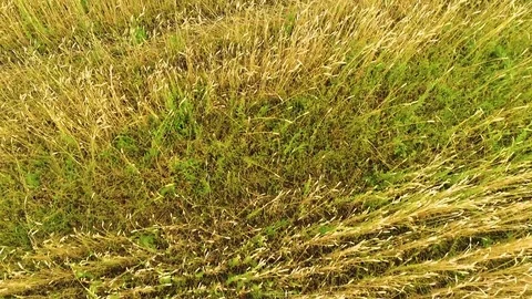 The wheat fields. Shooting at a drone. Video stock 79162222