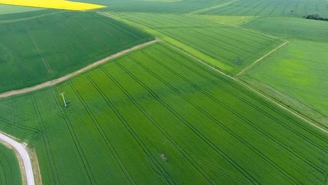 Wheat fields in spring 動画素材 76103589
