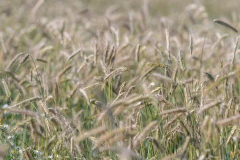 Wheat fields stretch across the landscape in Europe. The tall stalks move gen Stock Photos