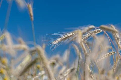 Wheat fields stretch across the landscape in Europe. Tall stalks reach toward Stock Photos