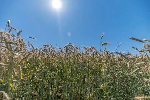 Wheat fields stretch across the landscape dancing in the breeze as the sun sh Stock Photos