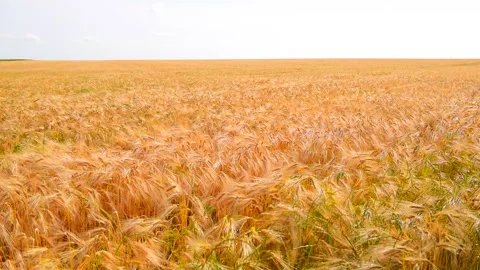 Wheat Fields in the Suburbs of Paris Stock Footage 330615010