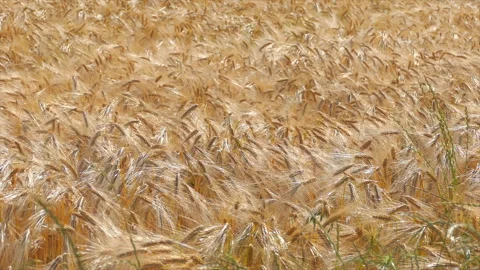 Wheat Fields in the Suburbs of Paris Vidéo 330615023