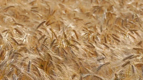 Wheat Fields in the Suburbs of Paris Stock Footage 330615043