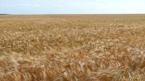 Wheat Fields in the Suburbs of Paris Stock Footage 330615055