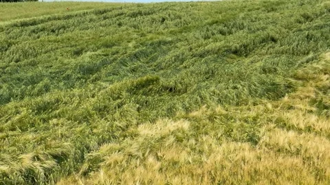 Wheat Fields in Summer Stock Footage 310655597