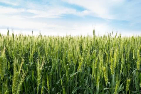 Wheat fields, summer Stock Photos