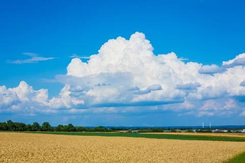 Wheat fields in the summertime Stock Photos