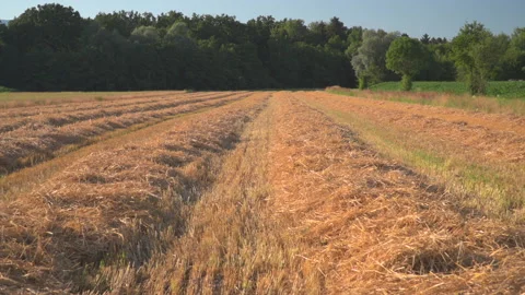 Wheat fields in sun Video stock 145338038