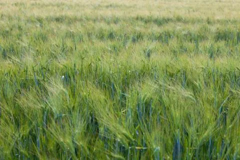 Wheat fields on a sundown Stock Photos