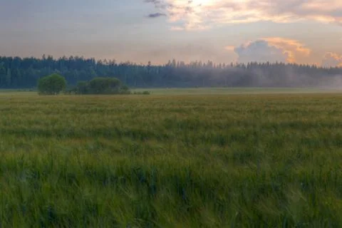 Wheat fields on a sundown Stock Photos