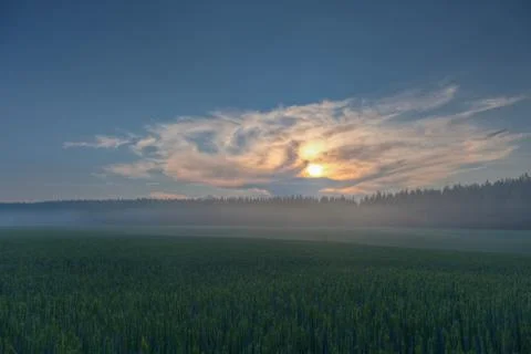 Wheat fields on a sundown Stock Photos