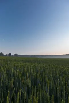 Wheat fields on a sundown Stock Photos
