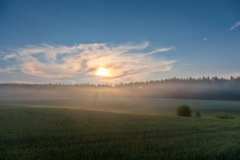 Wheat fields on a sundown Stock Photos