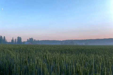 Wheat fields on a sundown Stock Photos