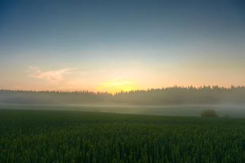 Wheat fields on a sundown Stock Photos
