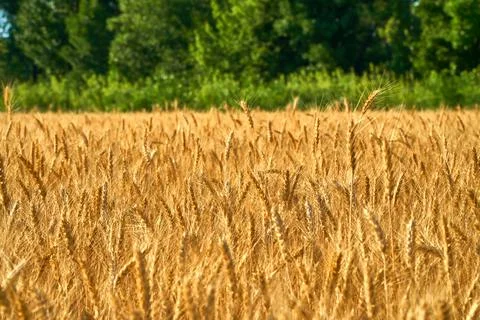 Wheat fields on a sunny day in front of a green forest. Blue sky over golden rye Stock Photos