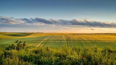 Wheat fields at sunset, panoramic sky clouds, at evening lights Stock Photos