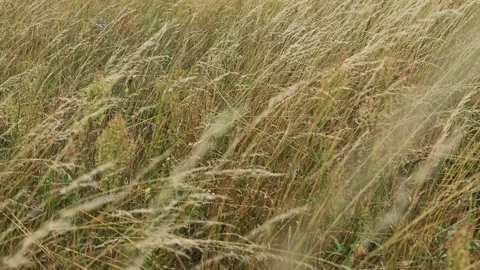 Wheat fields sway in wind during a sunny day Stock Footage 341412589