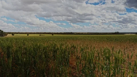 Wheat Fields Time Lapse Stock Footage 117946808