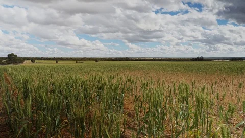 Wheat Fields Time Lapse Stock Footage 117947001
