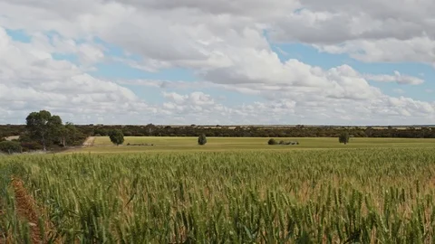 Wheat Fields Time Lapse Stock Footage 117947007