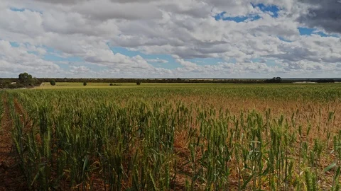 Wheat Fields Time Lapse Stock Footage 117958349