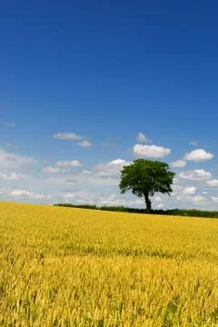 Wheat fields with tree Stock Photos