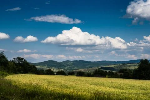 Wheat fields under a dramatic sky Stock Photos