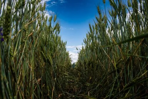 Wheat fields under a dramatic sky Stock Photos