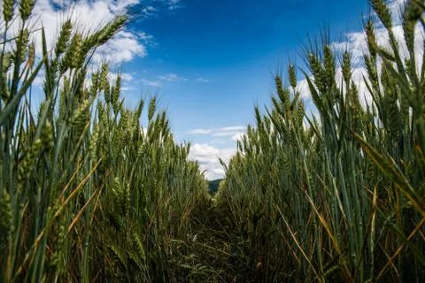 Wheat fields under a dramatic sky Stock Photos