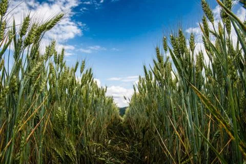 Wheat fields under a dramatic sky Stock Photos