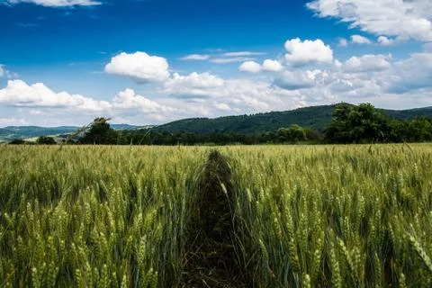 Wheat fields under a dramatic sky Stock Photos