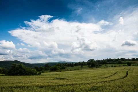Wheat fields under a dramatic sky Stock Photos