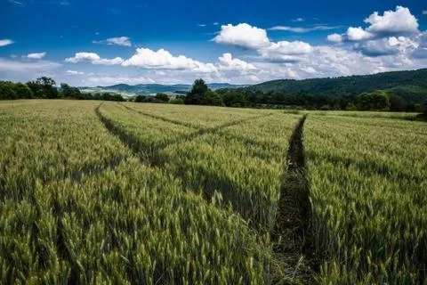 Wheat fields under a dramatic sky Stock Photos