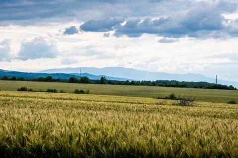 Wheat fields under a dramatic sky Stock Photos