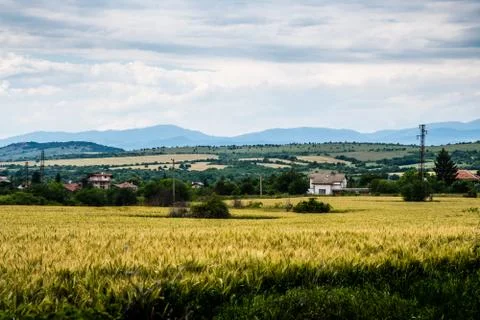 Wheat fields under a dramatic sky Stock Photos