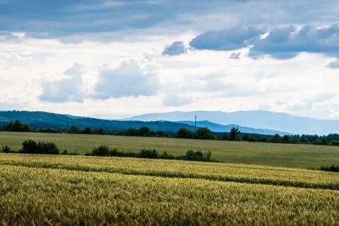 Wheat fields under a dramatic sky Stock Photos
