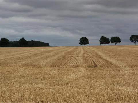 Wheat fields under a stormy sky in East of France Foto stock