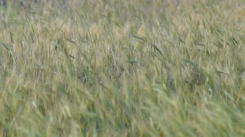 Waving Wheat Fields Stock Video Footage | Royalty Free Waving Wheat ...