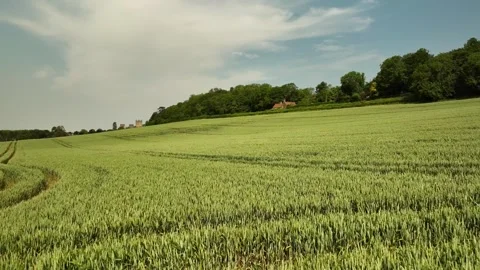 Wheat fields in Wells England green in the field Stock Footage 256943305