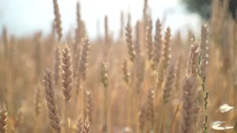 Wheat Fields - Wheat Grain Stock-Footage 87725138