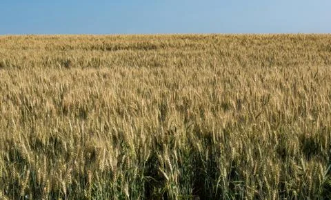 Wheat fields. Wheat ripens. Stock Photos