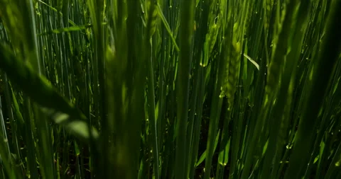Wheat fields in wind Stock Footage 144414133
